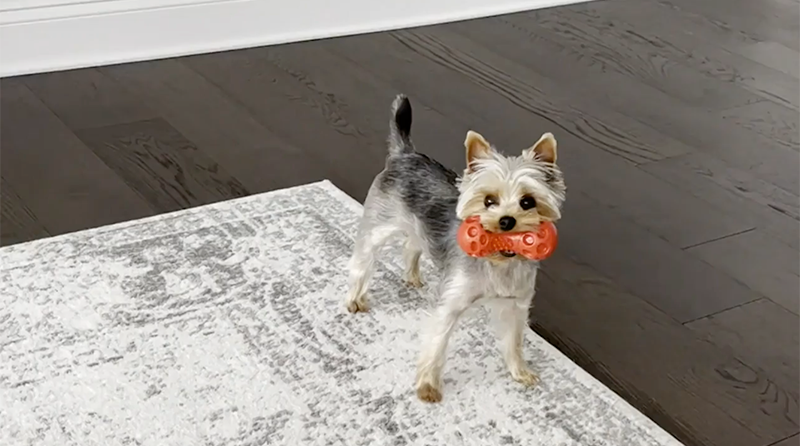 Video 1